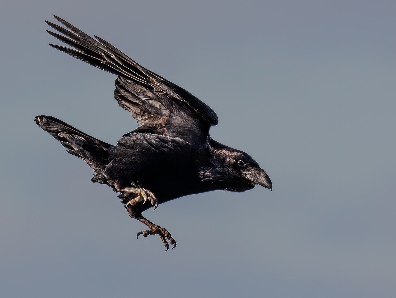crow, corvid, flying crow-7884476.jpg