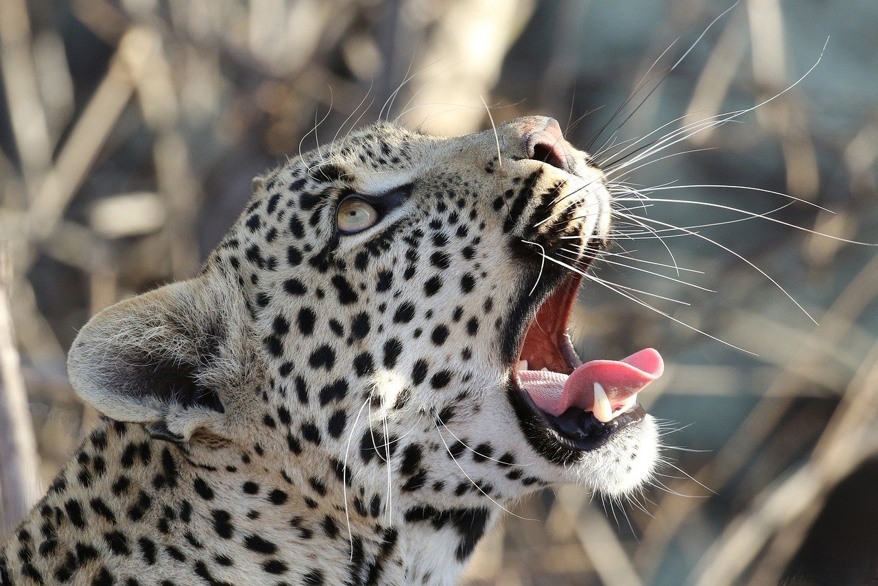 leopard, africa, animal-7905128.jpg