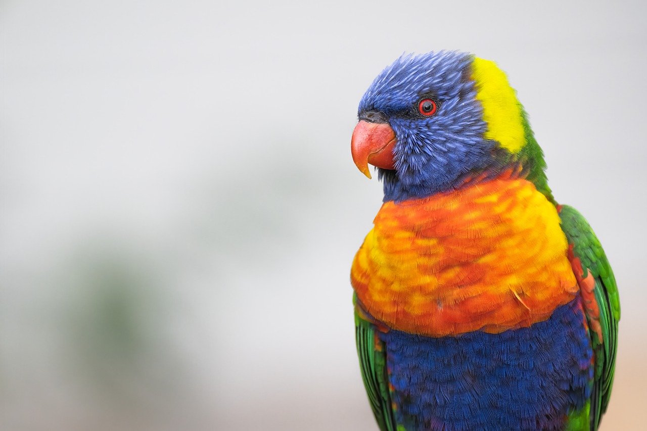 rainbow lorikeet, parrot, bird-7898675.jpg